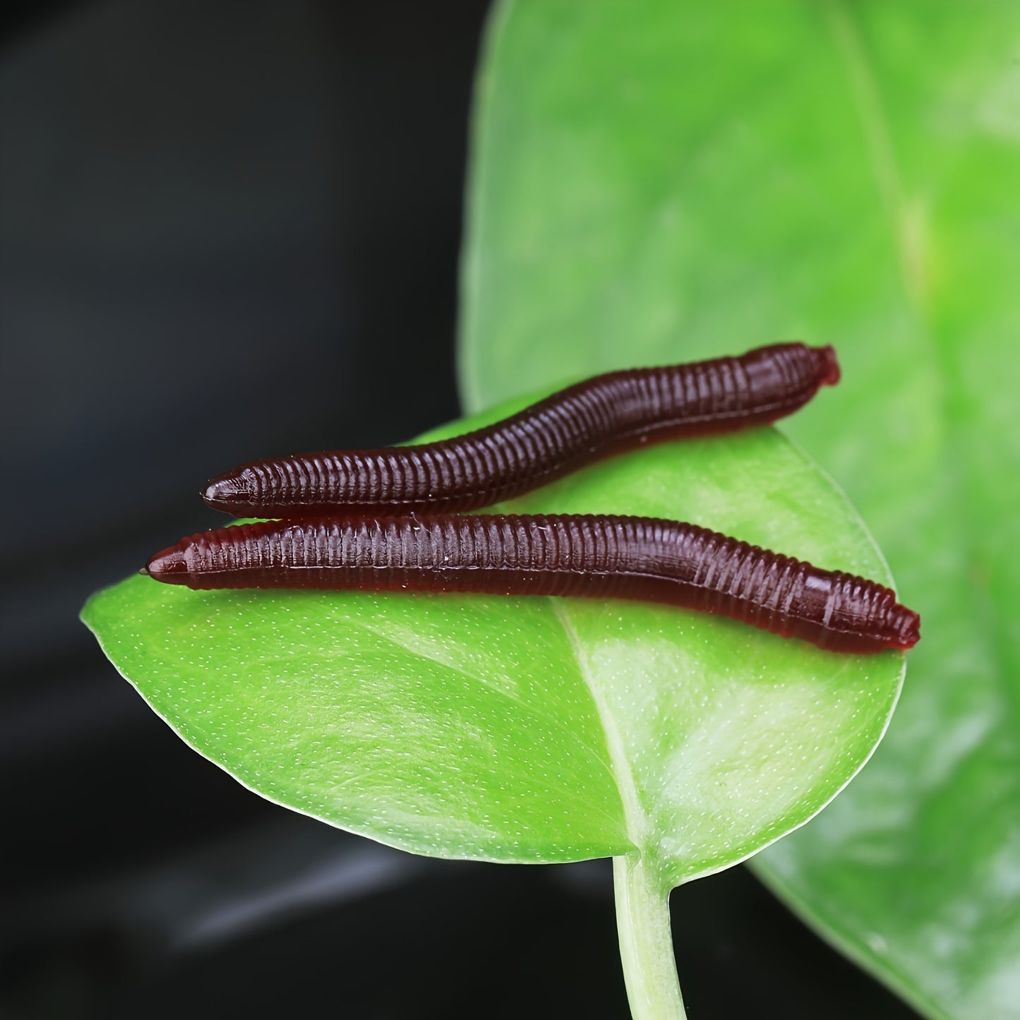 Aqua Bite Soft Earthworm Lures (100pcs) 🎣